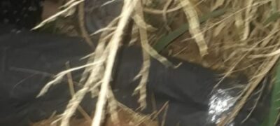 Corpo com mãos e pés amarrados é encontrado em estrada vicinal