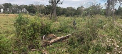 Polícia Militar Ambiental de Jardim usa drone autua infrator por desmatamento ilegal de 8,5 hectares de vegetação nativa