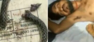 Cobra pica bêbado, bêbado morde cobra e é internado em estado grave