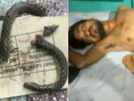 Cobra pica bêbado, bêbado morde cobra e é internado em estado grave