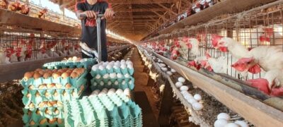 Em Antonio João, empresário investe em produção de ovos