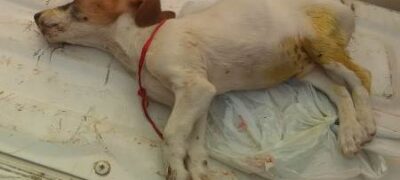 Polícia Militar Ambiental de Bela Vista autua infrator em R$ 3 mil por envenenar e matar filhote de cachorro