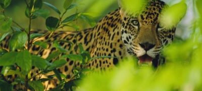 Concurso de fotografia destaca a importância das Áreas Protegidas para a Vida