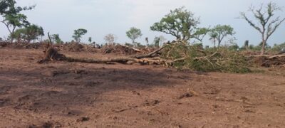 Polícia Militar Ambiental de Bela Vista autua infratora em R$ 8,7 mil por derrubada de diversas árvores nativas ilegalmente