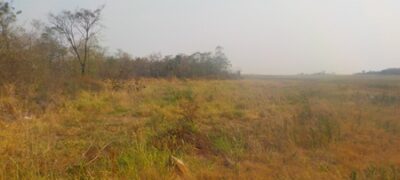 Polícia Militar Ambiental de Porto Murtinho autua infratora em R$ 440 mil por desmatamento ilegal de 63 hectares de vegetação protegida