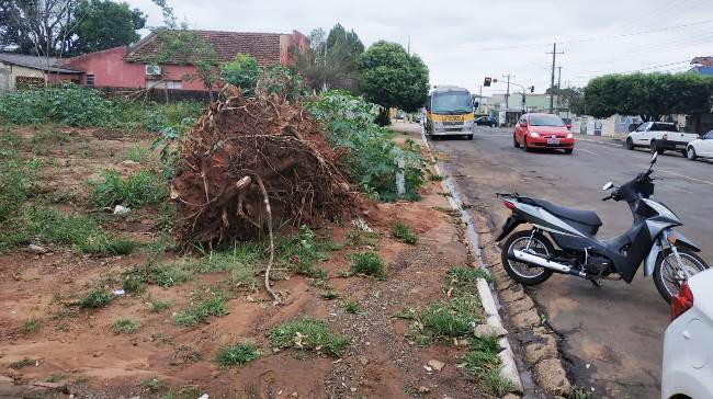 Moradores cobra retirada de arvore caída no centro da cidade