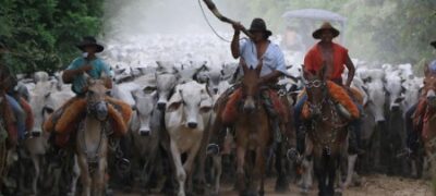 MS 42 anos: boi orgânico e pantaneiro são produtos exclusivos da pecuária sul-mato-grossense