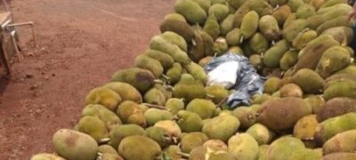 Caminhoneiros são presos em Ponta Porã com maconha escondida em meio a jacas