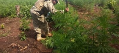 Na fronteira, polícia destrói 78 toneladas de maconha plantadas em 26 hectares