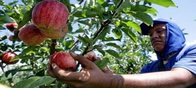 Colheita de maça em SC e RS deve gerar emprego para 5 mil índios do Estado nesta safra