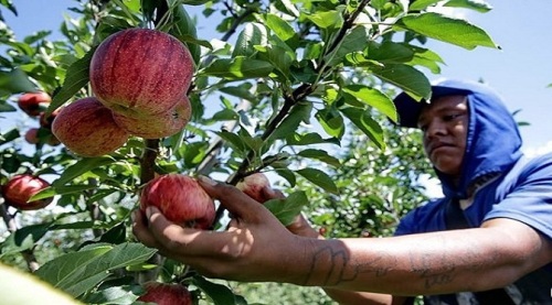 Colheita de maça em SC e RS deve gerar emprego para 5 mil índios do Estado nesta safra