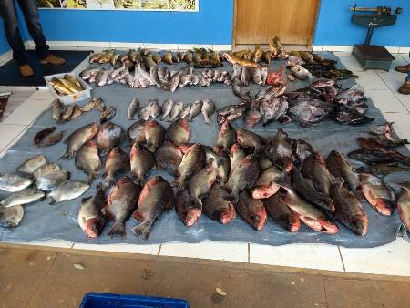 Polícia Militar Ambiental e Imasul autuam comerciante em R$ 4,3 mil por venda de peixe capturado durante a piracema