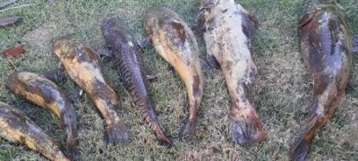 PMA de Jardim autua pastor e dois mestres de obras em R$ 4 mil por divulgação nas redes sociais de pesca predatória