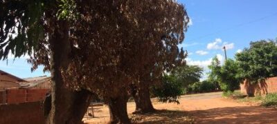 Polícia Militar Ambiental de Jardim autua homem de 43 anos por envenenar árvores em via pública