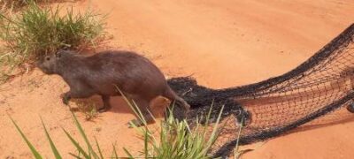 Polícia Militar Ambiental de Coxim captura capivara no centro da cidade