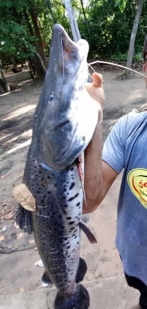PMA de Costa Rica autua infrator em R$ 1 mil por exibição em redes sociais de peixe capturado em pescaria ilegal