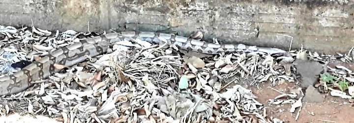 Polícia Militar Ambiental de São Gabriel do Oeste captura jiboia de dois metros passeando pelo centro da cidade