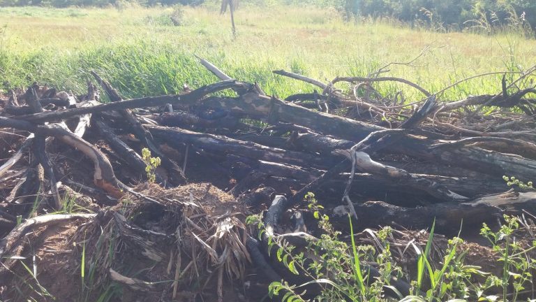 PMA de Bela Vista autua infrator em R$ 4,7 mil por derrubar árvores e incendiar a madeira ilegalmente