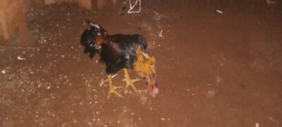 Polícia Militar Ambiental de Dourados autua em R$ 15 mil infrator detido por PM de Ponta Porã por maus-tratos a animais que teve 30 galos apreendidos