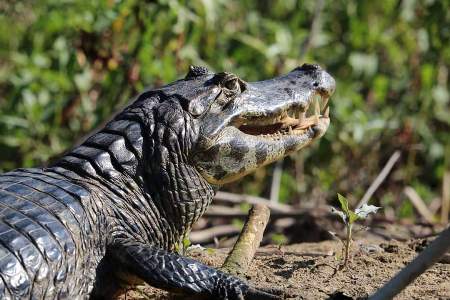 Wetlands International Brasil promove biodiversidade do Pantanal nas redes sociais