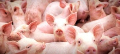 Com apoio das políticas agrícolas do Governo, suinocultura de MS bate recordes de produtividade