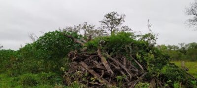 PMA de Bela Vista autua infrator em R$ 13 mil por desmatamento ilegal de 42,5 hectares de vegetação nativa