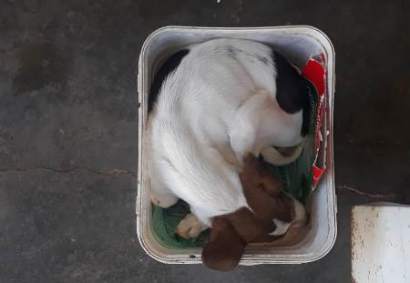 PMA de Bonito atende a denúncia de maus-tratos e denunciado entrega cachorro voluntariamente por doença e não ter condições de tratar