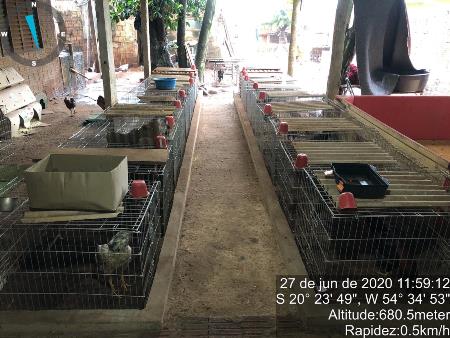 PMA e 9º Batalhão fecham local de rinha, autuam proprietário em R$ 45 mil por maus-tratos e apreendem 90 galos de briga
