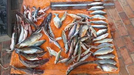 PMA autua agrônomo, arquiteto e empresário mineiros em R$ 3,7 mil por capturar pescado acima da cota e 26 kg são apreendidos