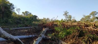 Polícia Militar Ambiental de Bela Vista autua dois assentados em R$ 4,5 mil por desmatamento, e por exploração ilegal de madeira