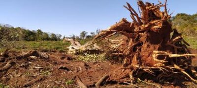 PMA de Bela Vista autua assentado em R$ 1,8 mil por desmatamento e exploração ilegal de madeira e apreende retroescavadeira