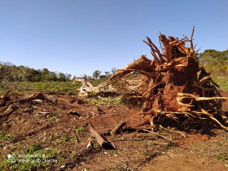 PMA de Bela Vista autua assentado em R$ 1,8 mil por desmatamento e exploração ilegal de madeira e apreende retroescavadeira