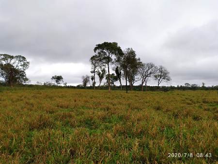 PMA de Bela Vista autua infrator de 44 anos em R$ 12 mil por desmatamento ilegal de 40 hectares de vegetação nativa de cerrado