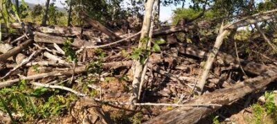 PMA autua comerciante em R$ 37,5 mil por desmatamento de 102 hectares de vegetação nativa em Caracol 