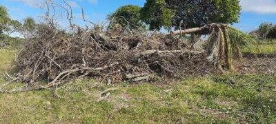 PMA de Jardim autua paulistano de 32 anos em R$ 9,6 mil por derrubada ilegal de 32 árvores