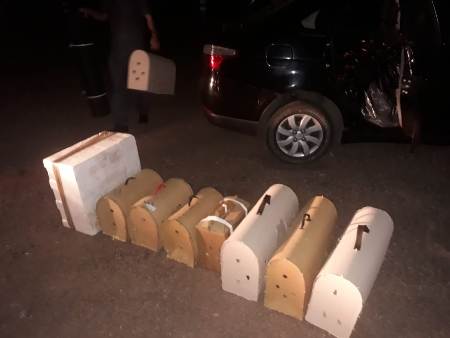PMA de Miranda autua motorista de aplicativo em R$ 5 mil detido pela PRF quando levava galos para participar de rinhas na Bolívia