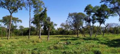 Polícia Militar Ambiental de Bela Vista autua infrator em R$ 49 mil por desmatamento ilegal de vegetação nativa