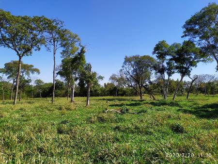 Polícia Militar Ambiental de Bela Vista autua infrator em R$ 49 mil por desmatamento ilegal de vegetação nativa