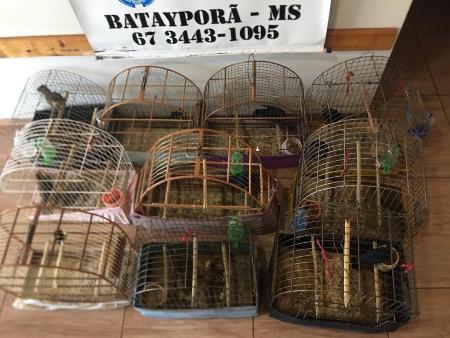 Polícia Militar Ambiental de Batayporã autua em R$ 9,5 mil infrator por manter 10 aves silvestres em cativeiro