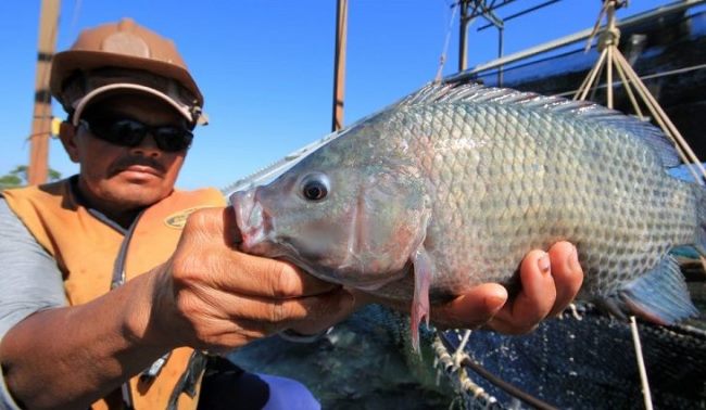 Com piscicultura brasileira em alta, MS se mantém como o maior exportador de tilápia do país