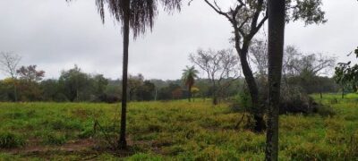 PMA de Bela Vista autua proprietário e arrendatário de fazenda por desmatamentos ilegais para plantio de lavoura e pastagem