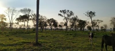 PMA de Bela Vista autua infrator por desmatamento ilegal de 16 hectares de vegetação nativa e orienta produtores rurais sobre desmatamentos