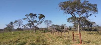PMA de Bela Vista autua douradense em R$ 7,7 mil por desmatamento ilegal em sua propriedade no Distrito de Alto Caracol