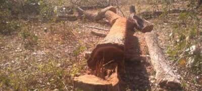 Polícia Militar Ambiental de Miranda autua infrator por derrubada de árvore para exploração de madeira