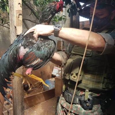 Polícia Militar Ambiental e IBAMA fecham local de rinha, autuam proprietário em R$ 7 mil por maus-tratos e apreendem 4 galos de briga
