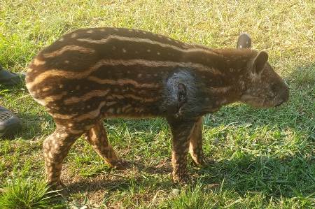 Polícia Militar Ambiental de Campo Grande recolhe filhote de anta com ferimentos possivelmente por ataque de cachorros de caça