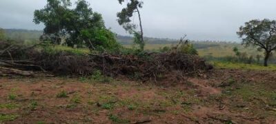 Polícia Militar Ambiental de Bela Vista autua fazendeira em R$ 7 mil por desmatamento e exploração de madeira