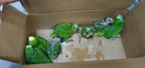 Polícia Militar Ambiental e Ibama deflagram operação Bocaiúva contra o tráfico de papagaios