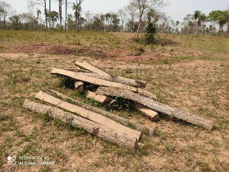 Polícia Militar Ambiental de Bela Vista autua assentado em R$ 2,4 mil por derrubada ilegal de árvores em 8 hectares