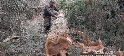 Polícia Militar Ambiental de Jardim autua uma campo-grandense em R$ 5 mil por derrubar árvores para exploração da madeira
